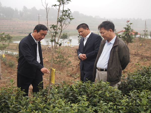 市人大(dà)副主任尹保斌到基地視察茶葉生(shēng)物(wù)病蟲害防治情況