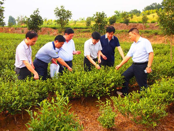 農業部專家組一(yī)行莅臨廣義國家級茶葉标準園檢查指導