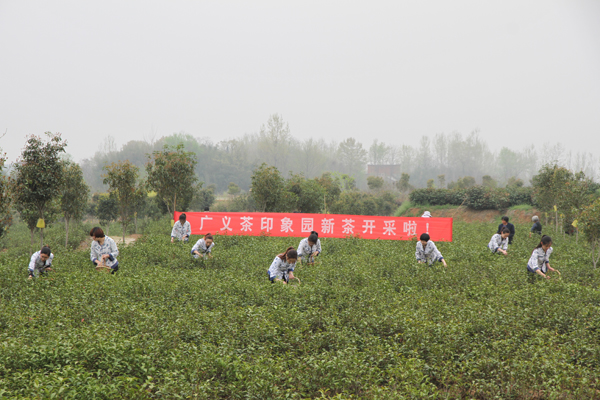 2014年廣義春茶正式開(kāi)采上市啦